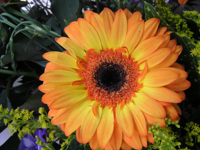 marguerite